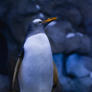 Corso Linux System Administrator