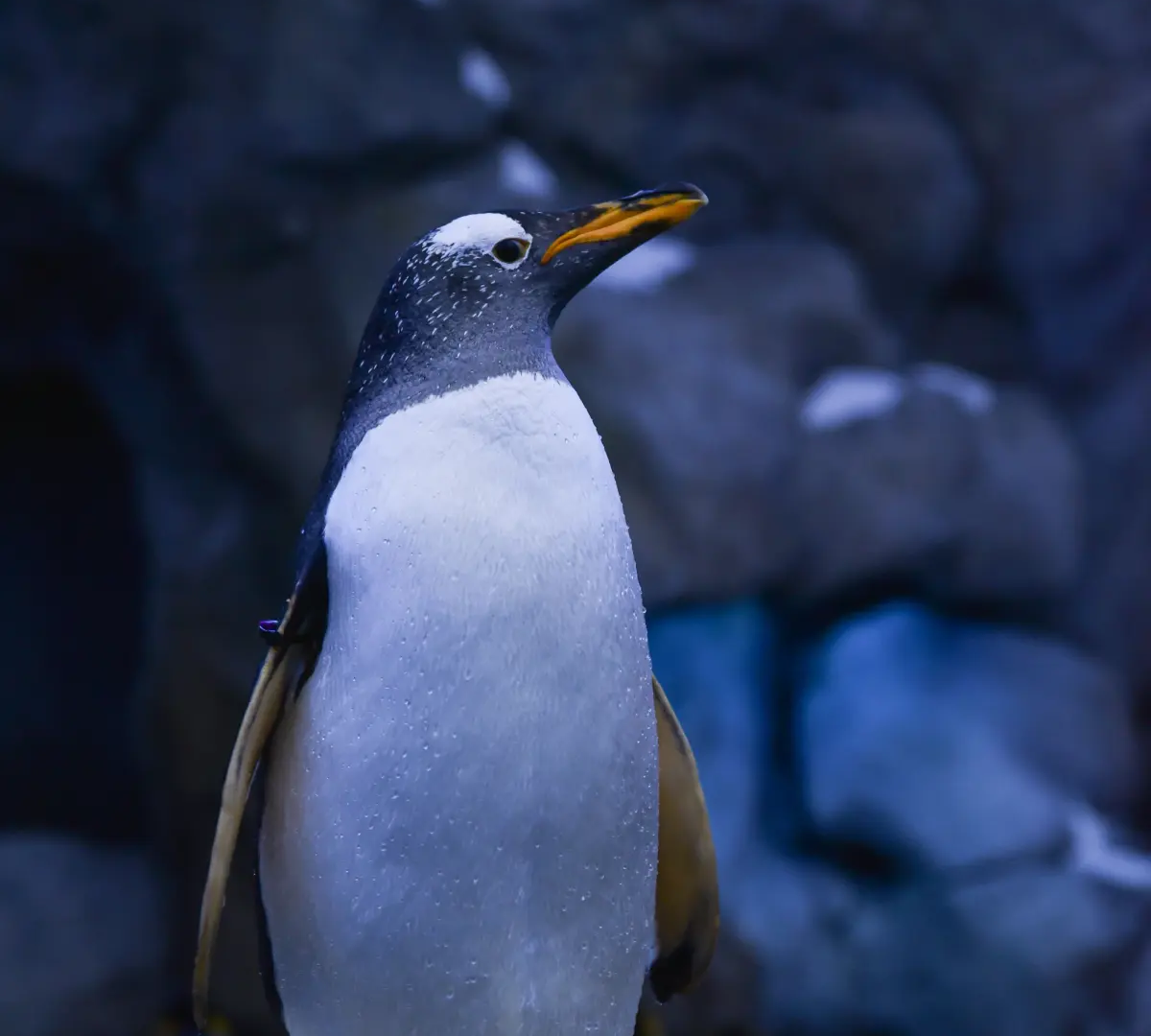 Corso Linux System Administrator