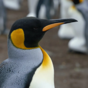 Corso Linux System Engineer