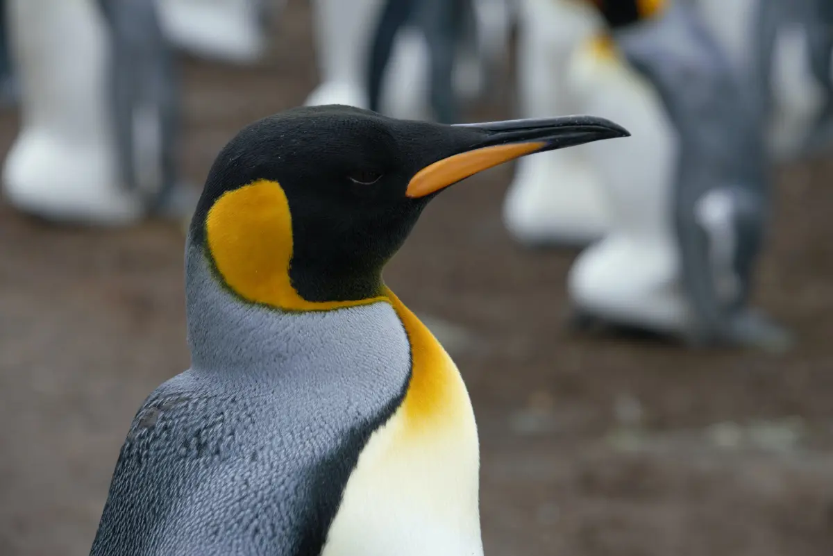 Corso Linux System Engineer