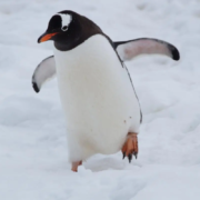 Linux essentials