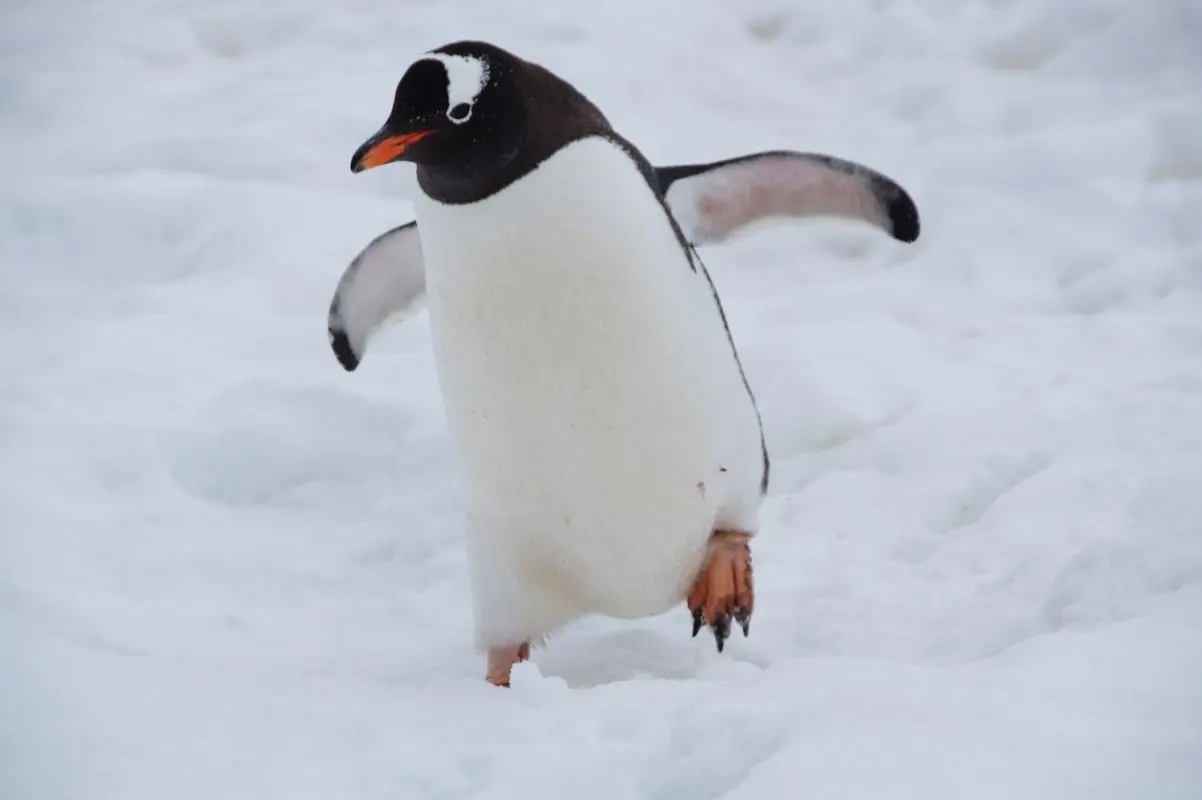 Linux essentials