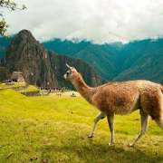 AI con LLaMA