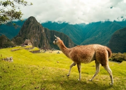 AI con LLaMA