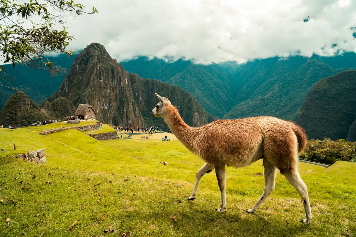 AI con LLaMA