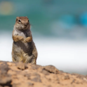 Il gopher &egrave; la mascotte del linguaggio di programmazione Go (Golang).